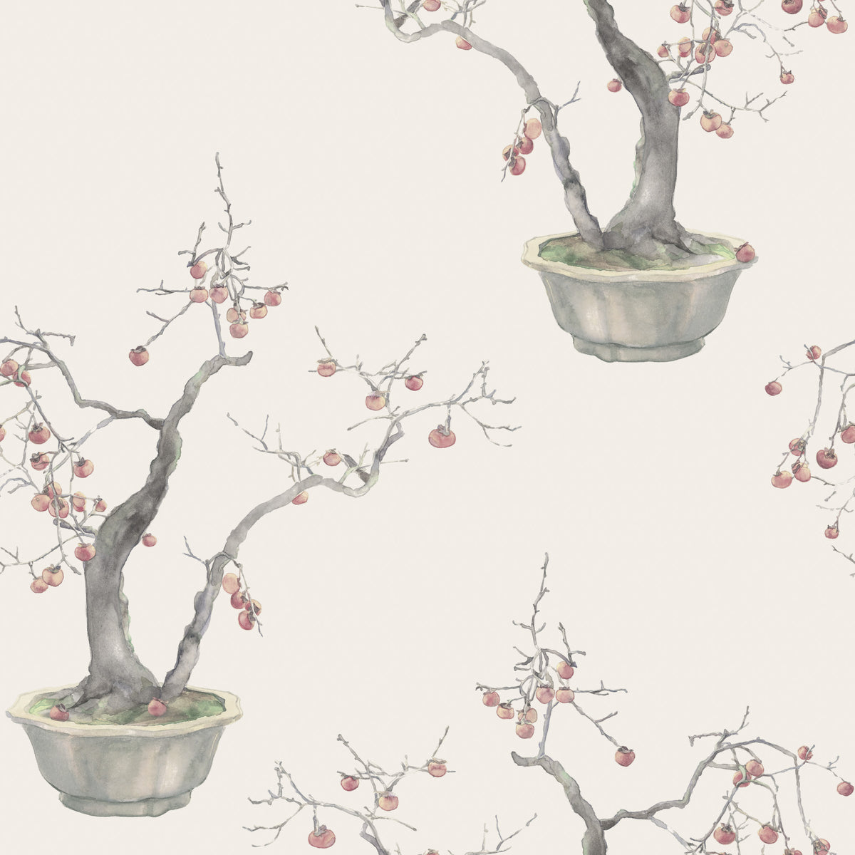 126/2004-CS COLE & SON KAKI PERSIMMON SILVER