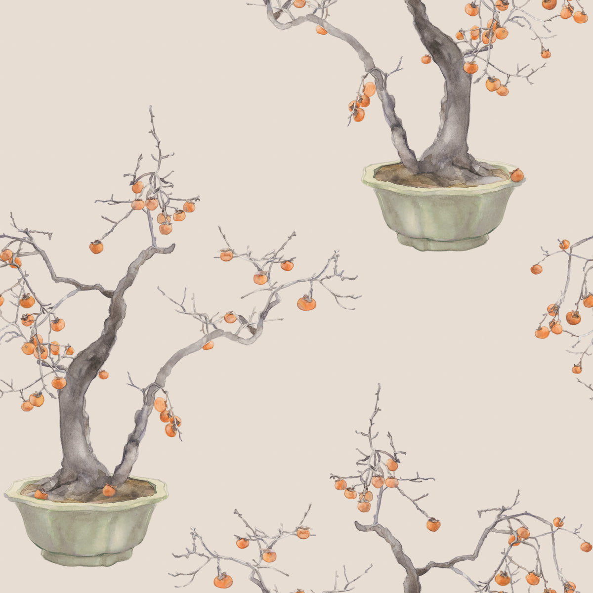 126/2005-CS COLE & SON KAKI PERSIMMON VIOLET