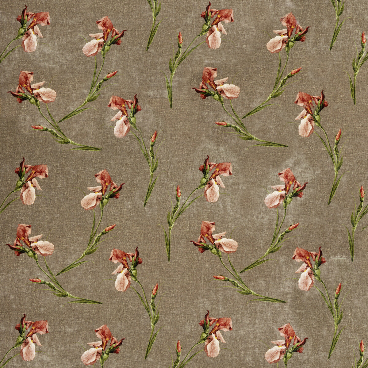 BP10819-1 BAKER IRIS MOLE G P & J BAKER Fabrics Drapery Upholstery