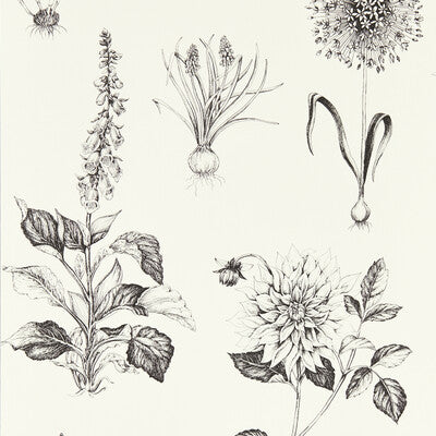W0197/02-CAC ROSERAIE CHARCOAL WP CLARKE AND CLARKE Wallpaper