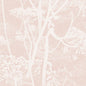 112/8028-CS COW PARSLEY Plaster Pink Cole & Son Wallpaper