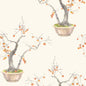 126/2003-CS COLE & SON KAKI PERSIMMON BERGAMOT
