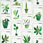 5012691 BOTANICALS Greenhouse Schumacher Wallpaper