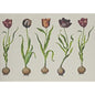 AMW10067-310 TULIPS 310 KRAVET COUTURE Wallpaper