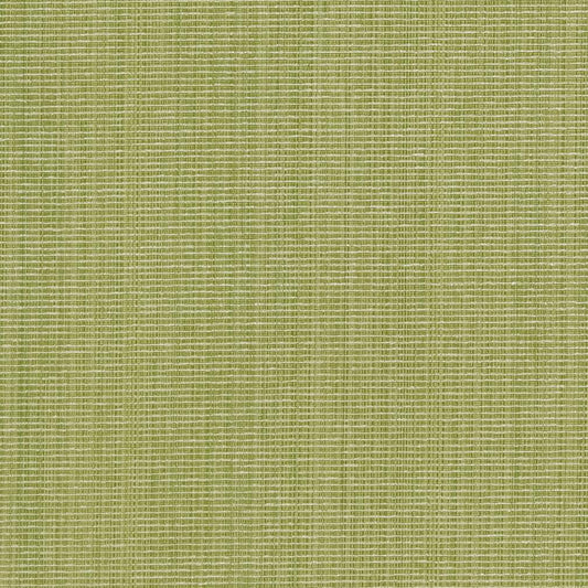 CB700-316 Plain & Solid nan Green Charlotte Colors