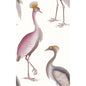 GDW5773-007 GARZAS BLANCO GASTON Y DANIELA Wallpaper