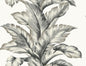 LN40600 Lillian August Coastal Haven Wallpaper Banana Springs  Greystone