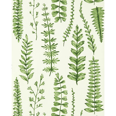 NART112798-SCN FERNS JUNIPER SCION Wallpaper