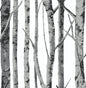 NW34800 NextWall NextWall Peel & Stick Wallpaper Birch Trees Monochrome
