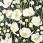 T45014 Thibaut Black Wallpaper