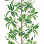 T45035 Thibaut Green and White Wallpaper