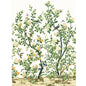 TM13666 Thibaut White Wallpaper