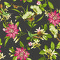 W0132/03-CAC PINK LOTUS WP NOIR CLARKE AND CLARKE Wallpaper
