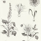W0197/02-CAC ROSERAIE CHARCOAL WP CLARKE AND CLARKE Wallpaper