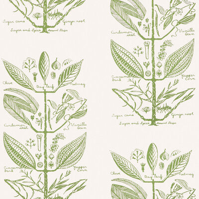 W4263-30 SUGAR AND SPICE WP CACTUS KRAVET COUTURE Wallpaper