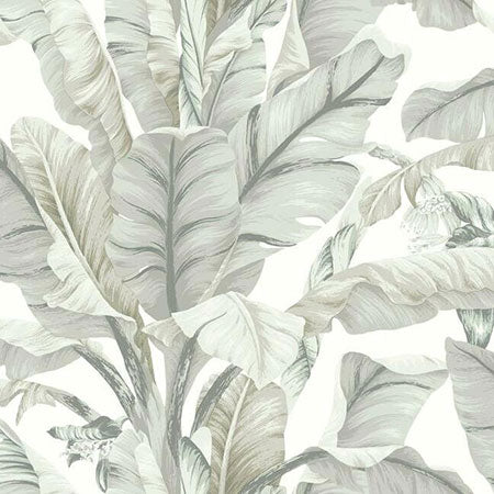 BW3972 Banana Leaf York Wallpaper