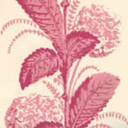 303306WP CLIMBING HYDRANGEA Pink On Almost White Quadrille Wallpaper