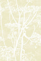 95/9053-CS COW PARSLEY Straw White Cole & Son Wallpaper