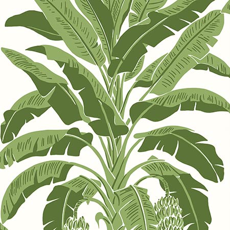 T13914 BANANA TREE Green Thibaut Wallpaper