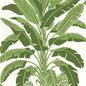 T13914 BANANA TREE Green Thibaut Wallpaper