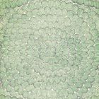 5006072 FEATHER BLOOM SISAL Emerald & Ore Schumacher Wallpaper